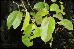 Aspidopterys canarensis